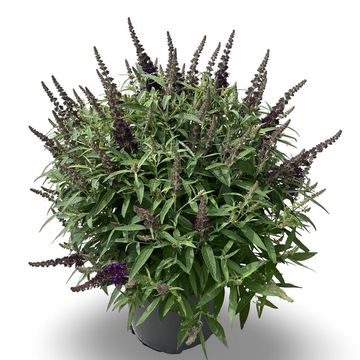 Buddleja davidii BUTTERFLY CANDY LITTLE PURPLE