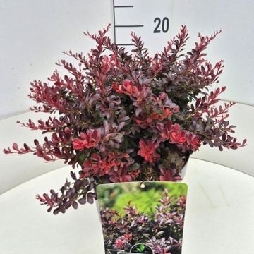 Berberis thunbergii 'Атропурпуреа Нана'