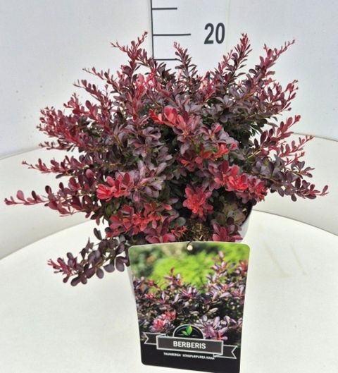 Berberis thunbergii 'Атропурпуреа Нана'