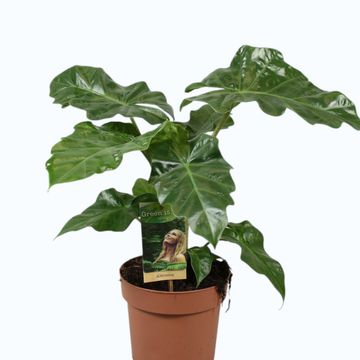 Alocasia 'Low Rider'