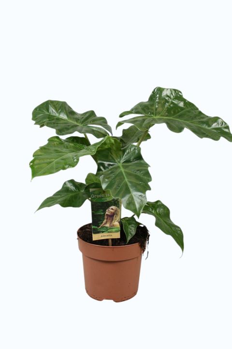 Alocasia 'Low Rider'