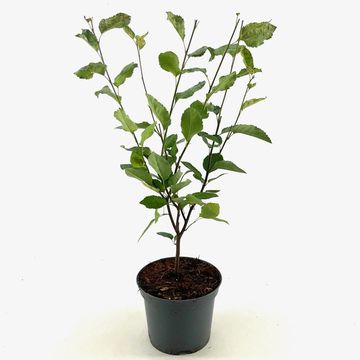 Amelanchier lamarckii