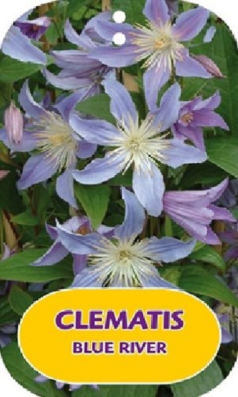 Clematis БЛЮ РИВЕР