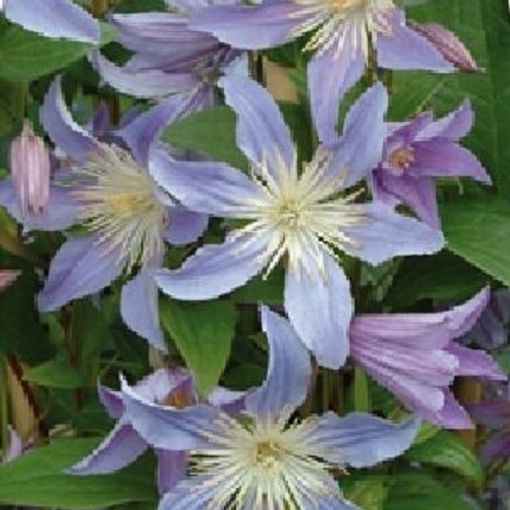 Clematis БЛЮ РИВЕР