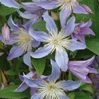 Clematis BLUE RIVER