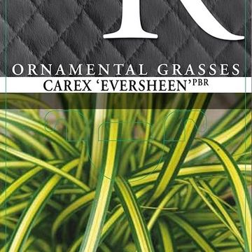 Carex oshimensis EVERCOLOR EVERSHEEN