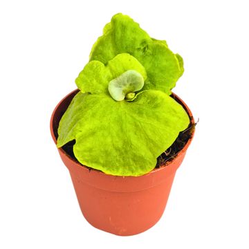 Platycerium ridleyi DWARF