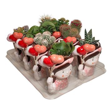 Cactus / Succulents MIX
