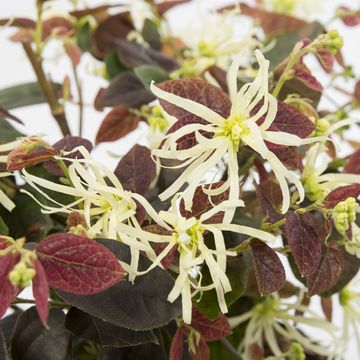 Loropetalum chinense RUBY SNOW