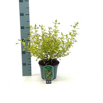 Coprosma 'Lemon and Lime'