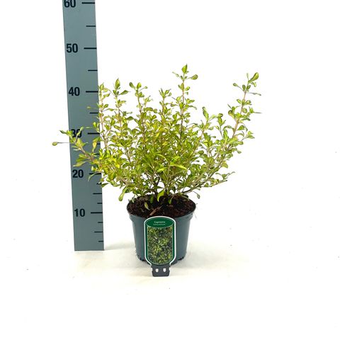 Coprosma 'Lemon and Lime'