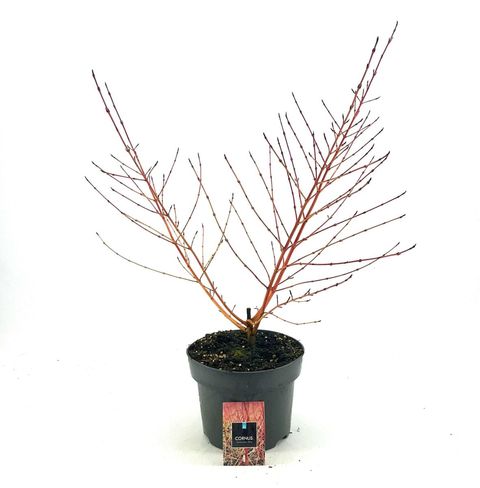 Cornus sanguinea 'Midwinter Fire'