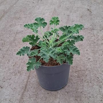 Pelargonium fragrans 'Pink Capitatum'