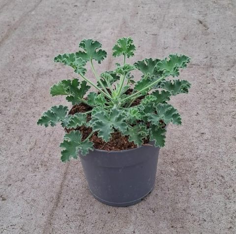 Pelargonium fragrans 'Pink Capitatum'