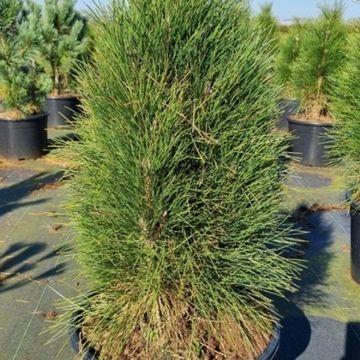 Pinus nigra 'Green Tower'