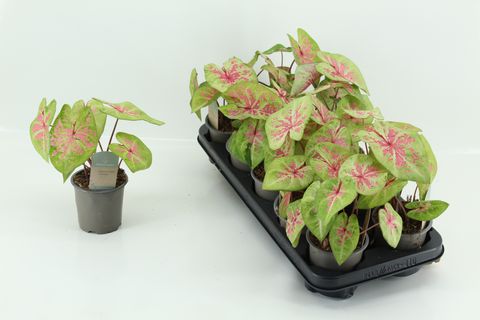 Caladium 'Seafoam Pink'