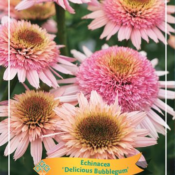 Echinacea DELICIOUS BUBBLEGUM