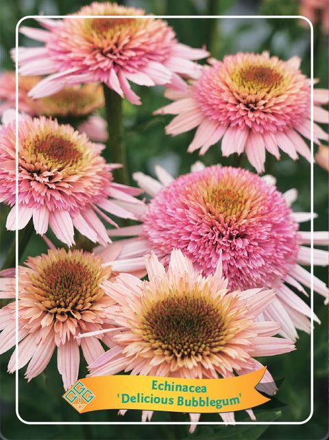 Echinacea DELICIOUS BUBBLEGUM