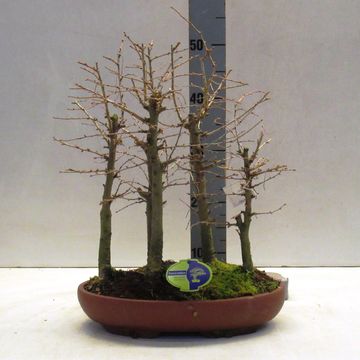 Pseudolarix amabilis