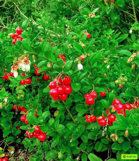 Vaccinium vitis-idaea 'Koralle'