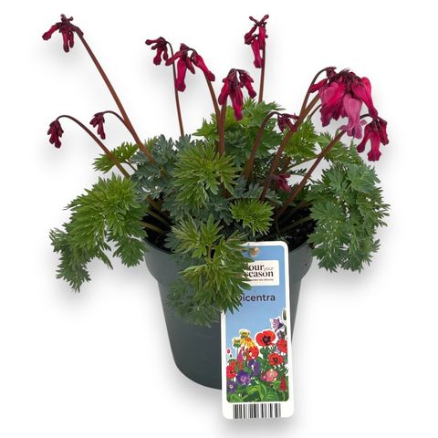 Dicentra 'Passion Hearts'