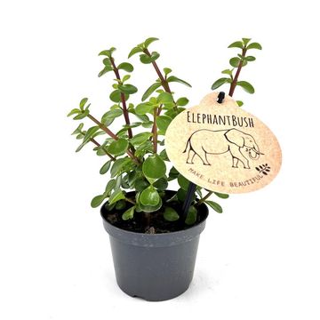 Portulacaria afra