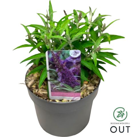 Buddleja davidii BUTTERFLY CANDY LITTLE PURPLE