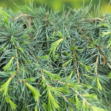 Cedrus deodara 'Feelin' Blue'