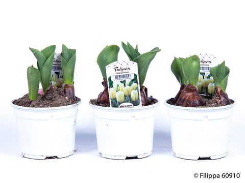 Tulipa 'Calgary'