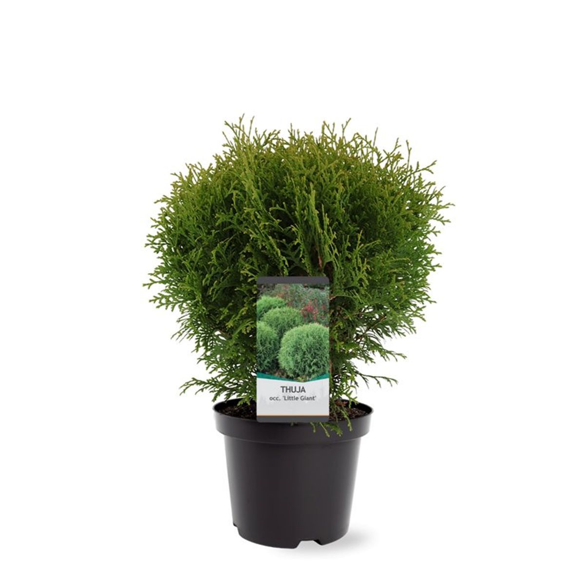 Thuja occidentalis 'Little Giant' — Plant Wholesale FlorAccess