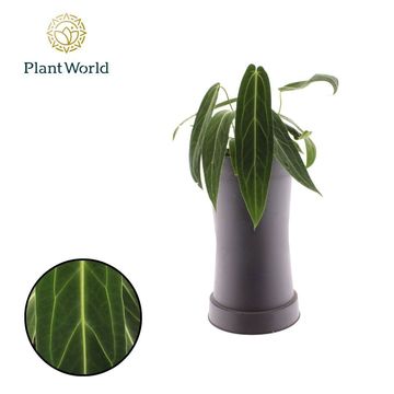 Anthurium warocqueanum