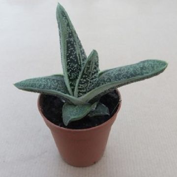 Gasteria 'Little Warty'