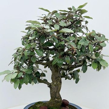 Elaeagnus pungens