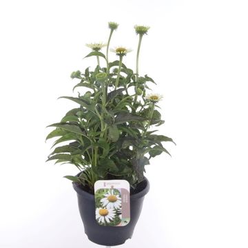 Echinacea LAKOTA WHITE