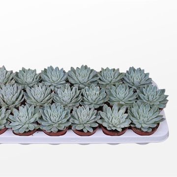 Echeveria 'Violet Queen'
