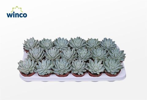 Echeveria 'Violet Queen'