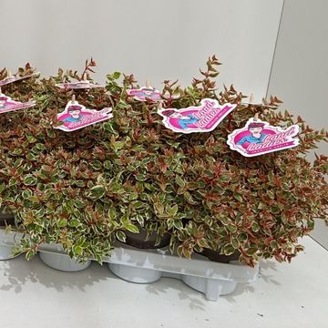 Abelia x grandiflora PINK LADY