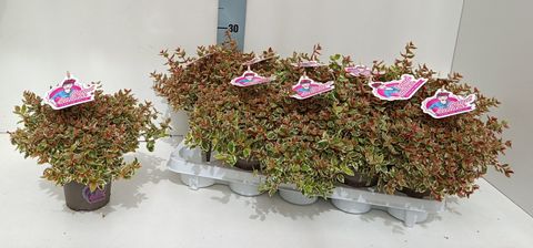 Abelia x grandiflora PINK LADY