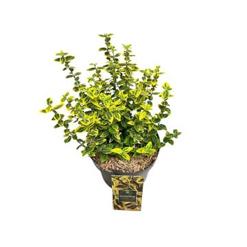 Euonymus fortunei 'Emerald 'n' Gold'