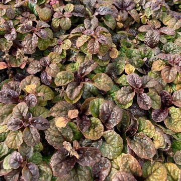 Ajuga pyramidalis 'Metallica Crispa'