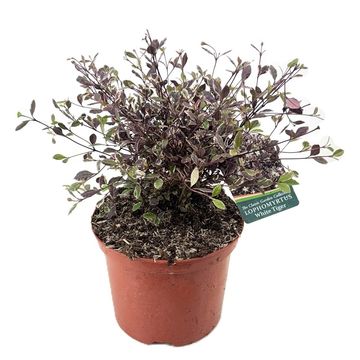 Lophomyrtus x ralphii 'White Tiger'