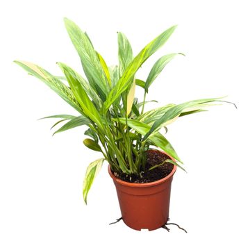 Epipremnum amplissimum 'Variegata'