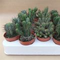 Euphorbia MIX