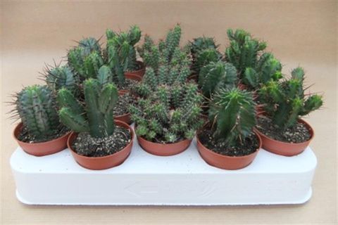 Euphorbia MIX
