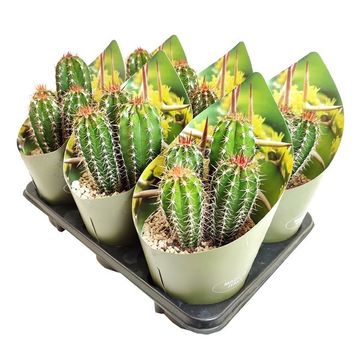 Pachycereus pecten-aboriginum