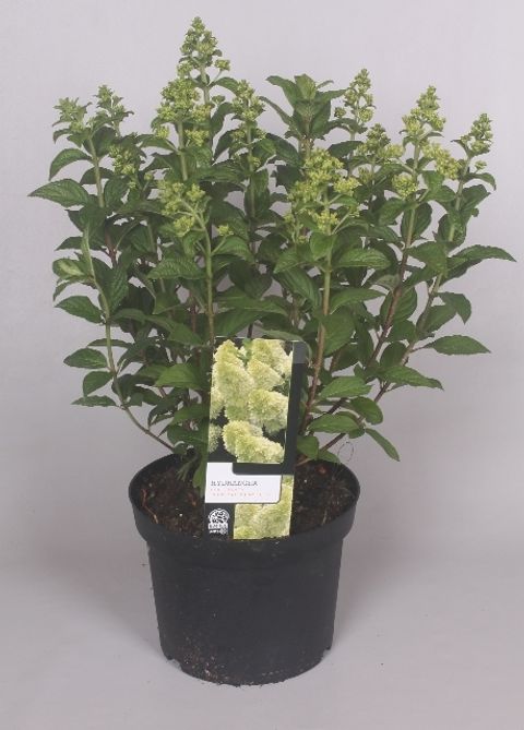 Hydrangea paniculata MAGICAL CANDLE — Plant Wholesale FlorAccess