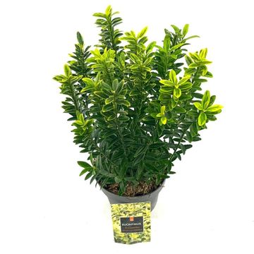 Euonymus japonicus 'Микрофиллус Ауреовариегатус'