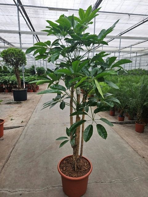 Schefflera actinophylla 'Amate'