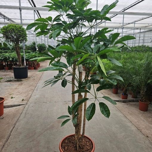 Schefflera actinophylla 'Amate'