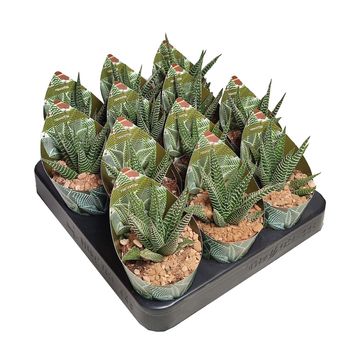 Haworthia limifolia SPIDER WHITE